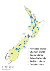 Hypericum perforatum distribution map based on databased records at AK, CHR and WELT.
 Image: K. Boardman © Landcare Research 2014 